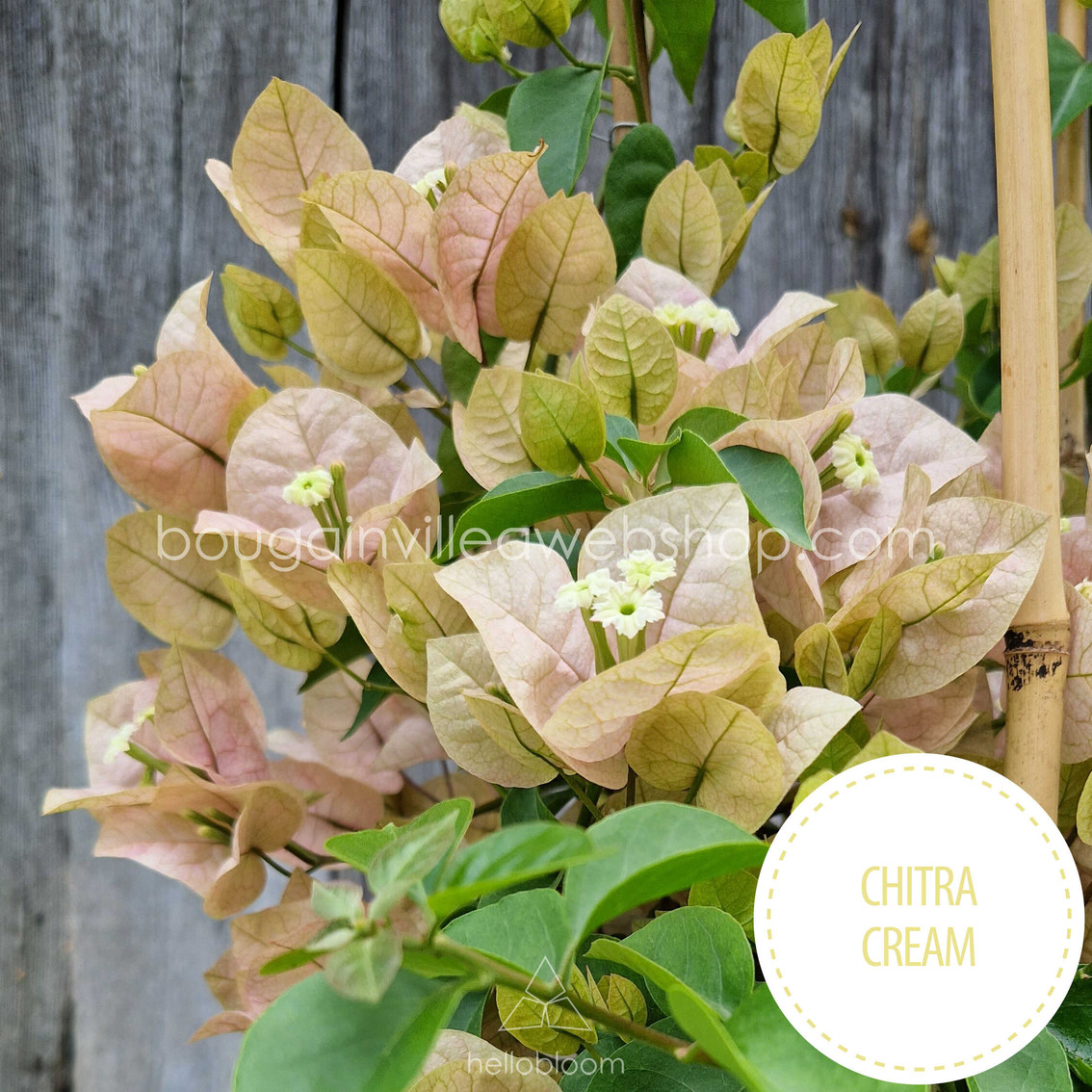 Chitra Cream bougainvillea Egzotikus dísznövény