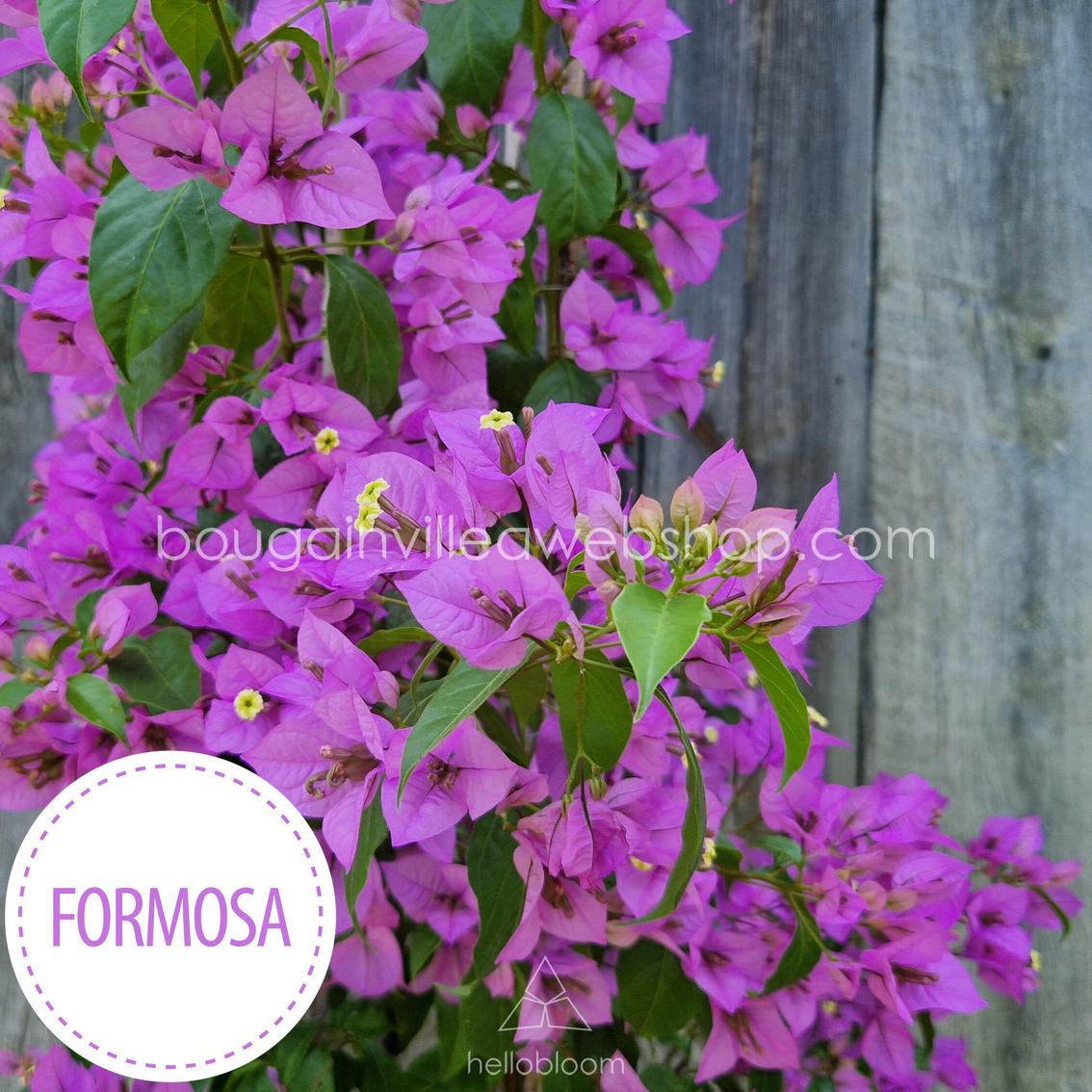Formosa bougainvillea | Egzotikus dísznövény